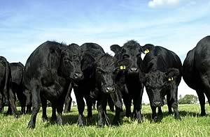 Aberdeen-Angus cattle